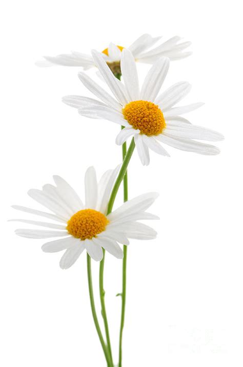 April Birth Flower Daisy Jadore Les Fleurs Blog