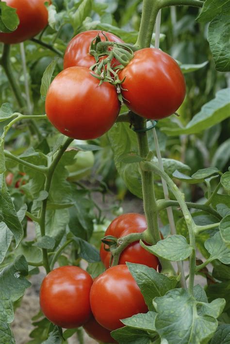 I did not do a garden last yer so hoping this year is very successful. Growing Tomatoes: Tomato Growing Tips
