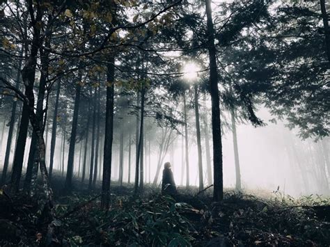 7 Tips For Wonderful Forest Photography On Iphone