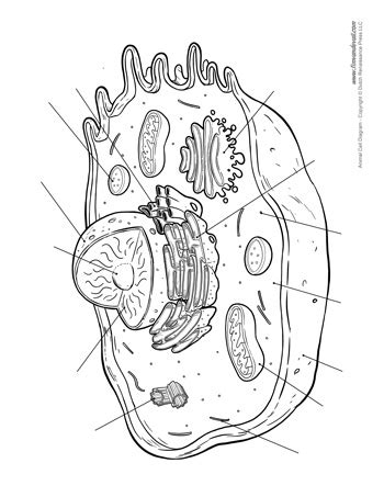 Maybe you would like to learn more about one of these? Blank Animal Cell Diagram - Tim's Printables