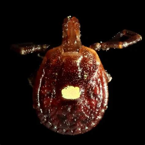 Ticks In Illinois Found To Have Heartland Virus Effingham Radio