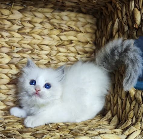 Everything You Need To Know About Ragdolls Everything Kittens
