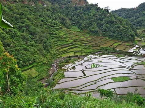 Terraços Arroz Das Filipinas Cultivo Arroz Aldeia Batad Área Banaue Fotos Imagens De