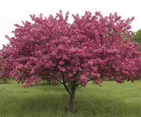 Prairie Fire Crabapple 4 Ft Stem Standard Final Sale Halifax