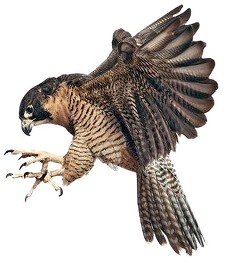 Download Falcon Png Image Background Peregrine Falcons Grabbing A