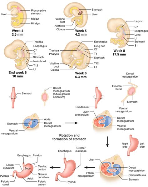 Embryology Of The Stomach Springerlink
