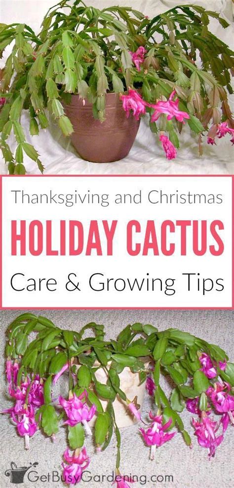 The flowers bloom once a year and come in one of the most common questions about how to grow a holiday cactus is regarding root rot. Best Food Tips #GardeningTipsColorado # ...