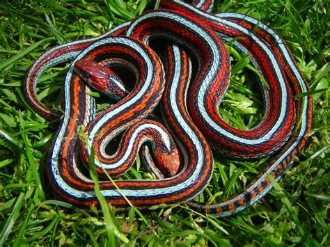 Matingorange Male And Red Female San Francisco Garter Snake