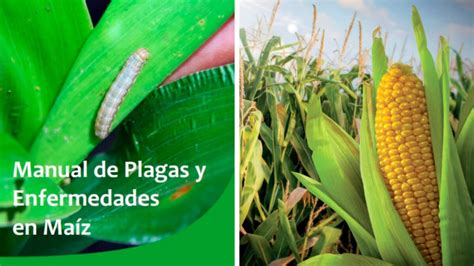 Tenemos 1 dell p2418ht manual disponible para descarga gratuita en pdf: Guía de Plagas y Enfermedades en Maíz - PDF en 2020 ...