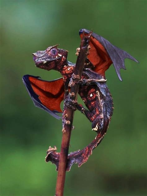 The flying dragon is not a pet lizard you commonly see. Dragon-like Lizards - Gothic Life | Satanic leaf tailed ...