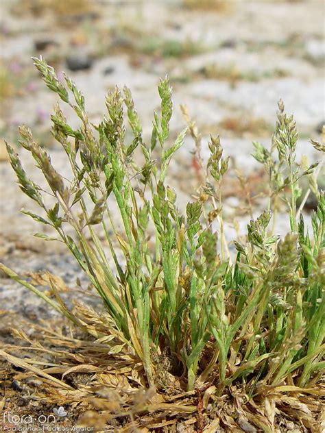 Poa Annua Flora On