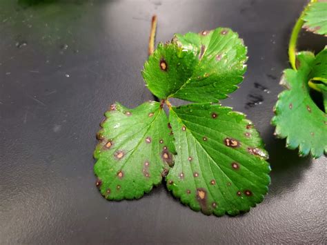 Identifying And Controlling Common Leaf Spot In Strawberry — Plant