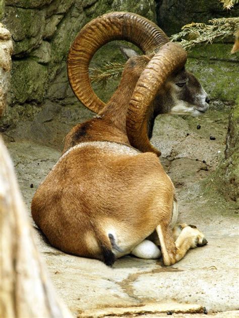 Mouflon Zoochat