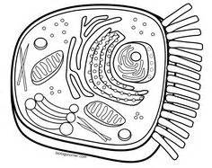 Hopefully fill the posts artikel animal and plant cell coloring worksheet answers key, we write this you can understand.alright, happy reading. Bacteria (Prokaryote) Cell Coloring | Cells | Pinterest ...