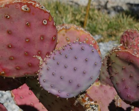 Learn to grow prickly pear cactus. Purple Pink Green Opuntia chlorotica Santa Rita "Seeds ...