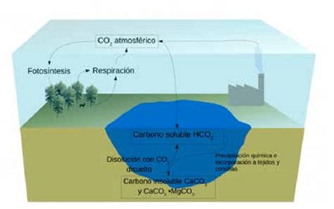 1 Componentes Principales Del Ciclo Del Carbono La Mayor Parte Del