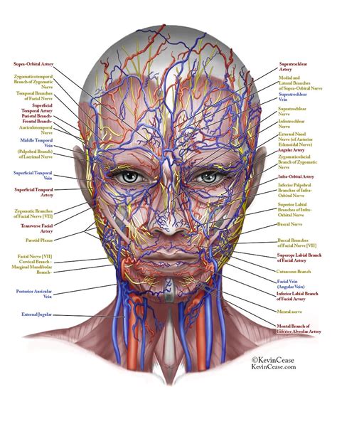 Neck Anatomy Diagram Blood Vessels And Lymphatics Of The Head And