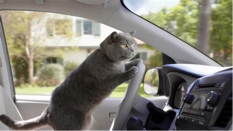 Watch This Ad Which Took 90 Minutes To Shoot 2 Seconds Of A Cat Driving A Car