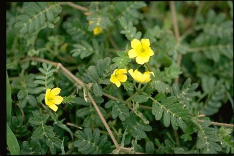 http://tropical.theferns.info/image.php?id=Tribulus+terrestris