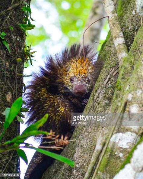 Hairy Porcupine Photos Et Images De Collection Getty Images