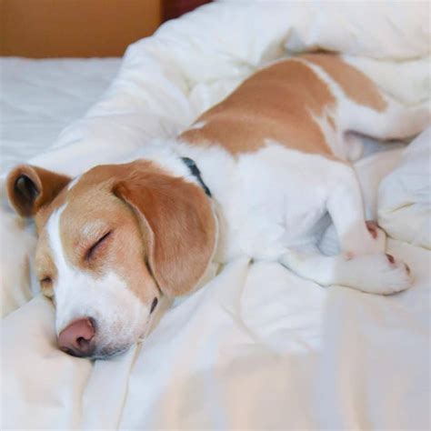 Say Hi To The Lemon Beagle The Perfect Canine Companion Animalso