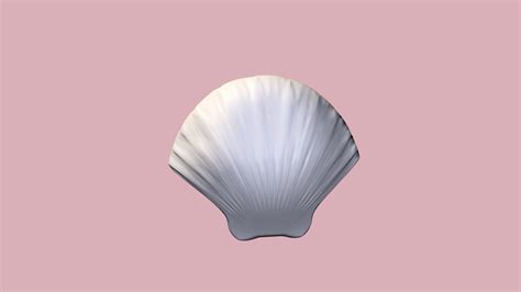 Seashell Clam Download Free 3d Model By Kg11 Fdc3e88 Sketchfab