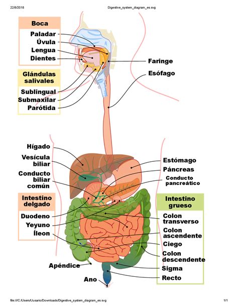 El Sistema Digestivo Docsity