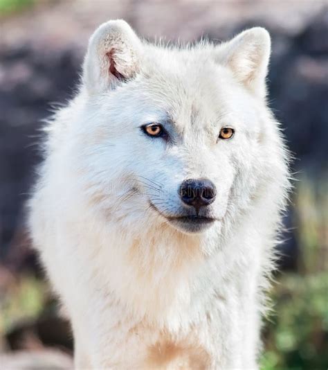 Young Arctic Wolf Close Up Stock Photo Image Of Wildlife 16438718