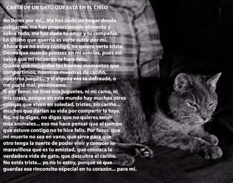 Carta De Un Gato Desde El Cielo Mascotas Gatos Animales Frases