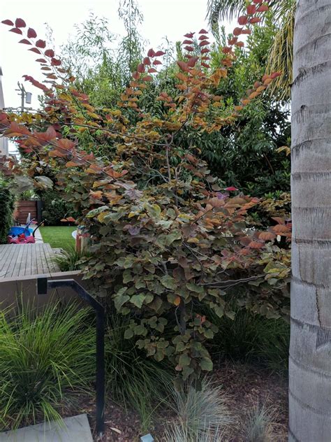 This medium to large deciduous tree produces a pale yellow fall color. Plant reference (scheduled via http://www.tailwindapp.com?utm_source=pinterest&utm_medium=twpin ...