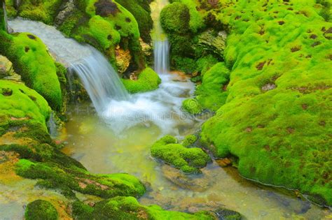 Green Moss With Water Stream Stock Image Image Of Fresh Bracing