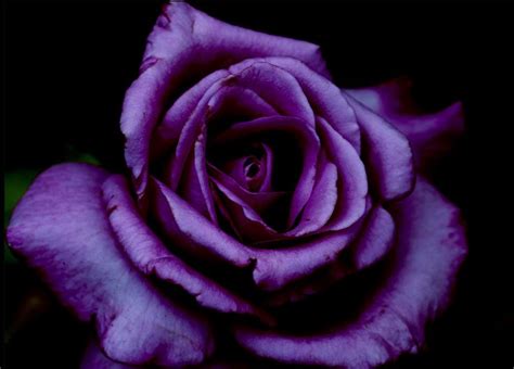 Leading independent uk supplier of artificial flowers and floristry accessories. Dark Purple Flower | sandwiches | Pinterest