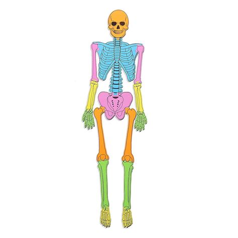 Soft Foam Human Skeleton Puzzle Double Side For Kids Learning