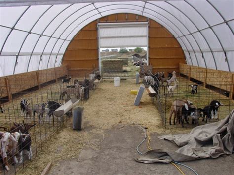 Kinder® Communique Kinder Goats In A Commercial Dairy Goat Barn