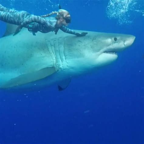 Video Great White Shark Swims With Divers Off Hawaii Coast Shark