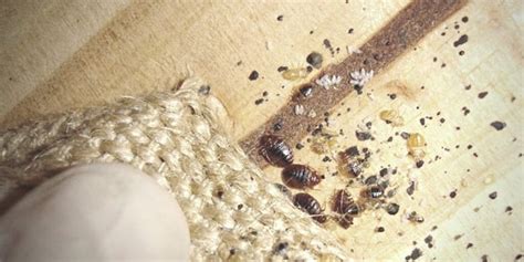 How To Know If You Have Bed Bugs 7 Early Signs To Look For