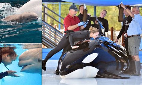 Seaworld San Antonio S Unna The Orca Is The 3rd Killer Whale To Die In Six Months Daily Mail