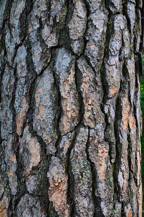 Pine Bark Pine Bark Extract Is A Popular Nutritional Suppl Flickr