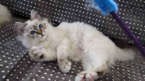 Birman kitten- 4 months old - YouTube