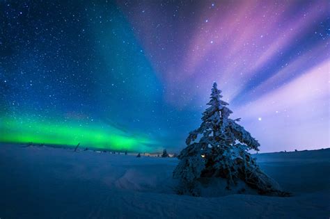 Aurora Borealis Earth Night Sky Snow Starry Sky Stars Tree Winter