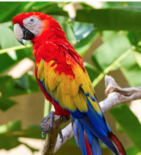 Macaw Birds For Sale | Philadelphia, PA #281100 | Petzlover