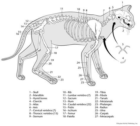Dog And Cat Anatomy Coloring Book Catsxi
