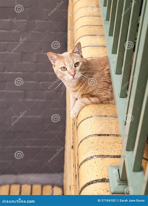 Ginger Tabby Cat Looking Out From A Balcony Stock Photo Image Of