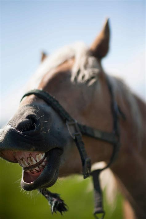 Dentures fill the gaps created by losing teeth. 4 Reasons Why Horses Show Their Teeth