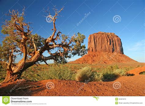 Juniper Tree Monument Valley Stock Photo Image 22461870