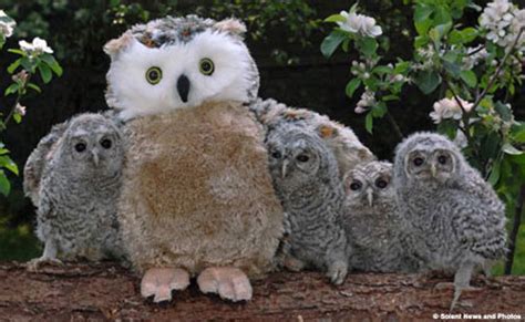 Death By Cuteness Orphaned Baby Owls Adopted By Cuddly Toy Mom