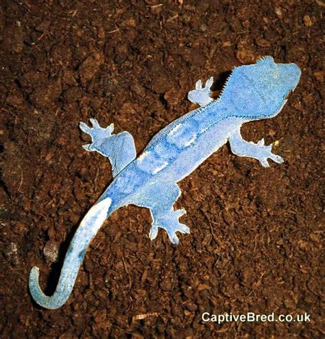 158 Best Crested Gecko Images On Pinterest Geckos Crested Gecko And