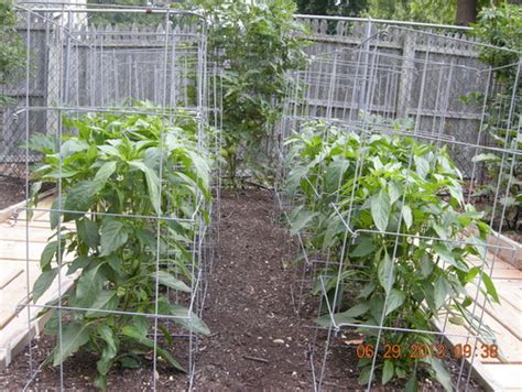 A faraday cage is an enclosure that shields against the entry or escape of electromagnetic fields. Do you cage your bell peppers?