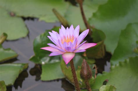 Free Picture Leaf Lotus Lily Pad Flower Garden Nature Aquatic