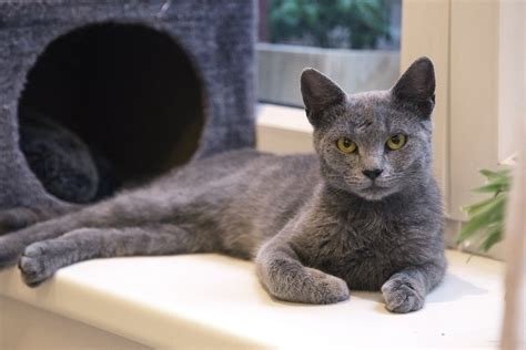 How Much Does A Russian Blue Cat Cost 2024 Price Guide Hepper